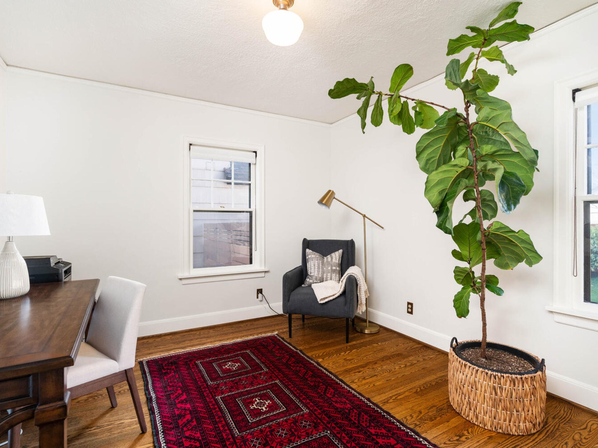 A bright room with hardwood floors featuring a large potted fiddle-leaf fig tree, a red patterned rug, an armchair with a throw blanket, a wooden desk with a chair, and a table lamp. Two windows provide natural light.