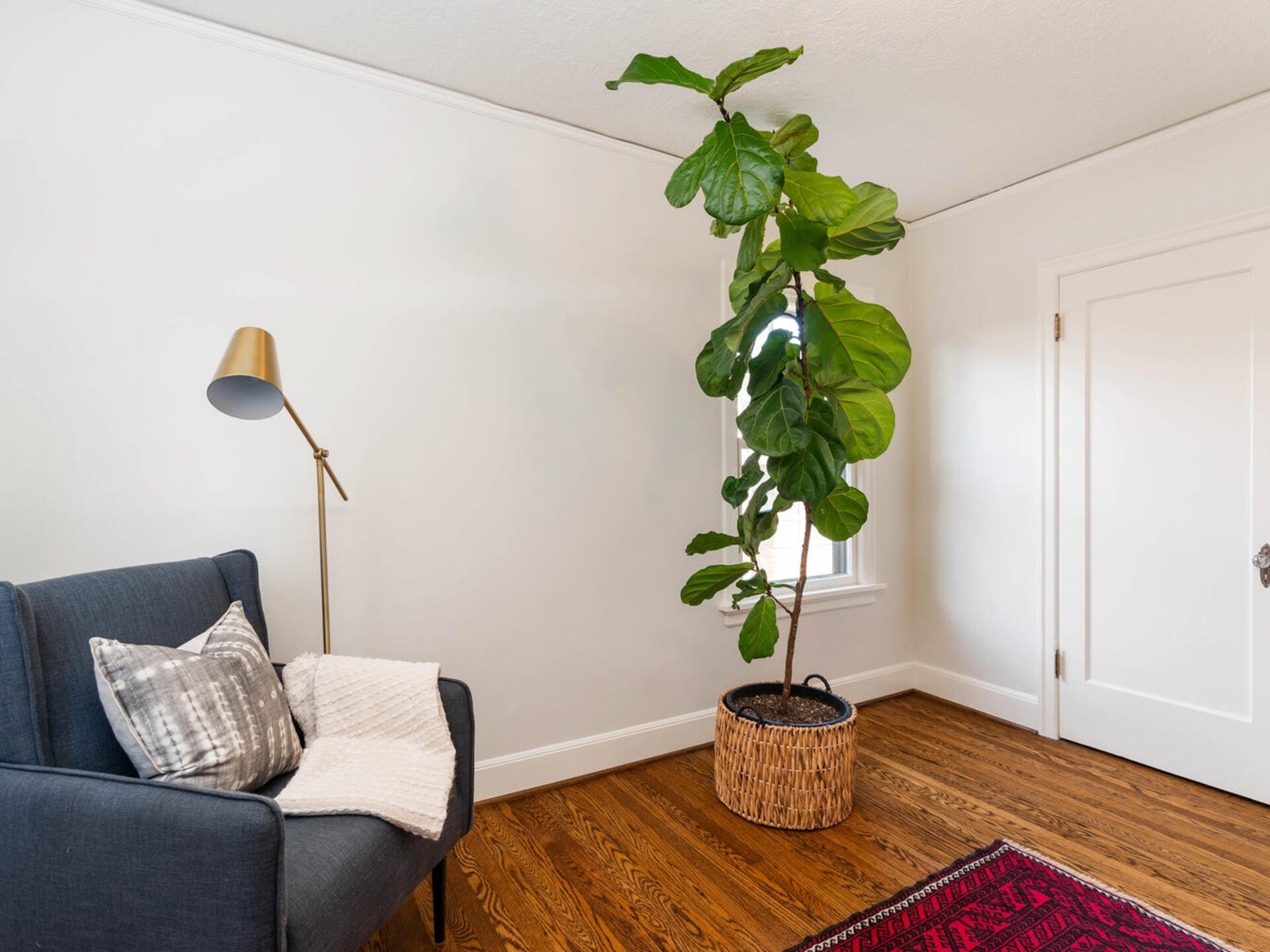 A cozy room features a large fiddle leaf fig plant in a woven basket next to a window. A dark blue armchair with a pillow and blanket sits nearby, accompanied by a gold floor lamp. The room has hardwood floors and a white wall.