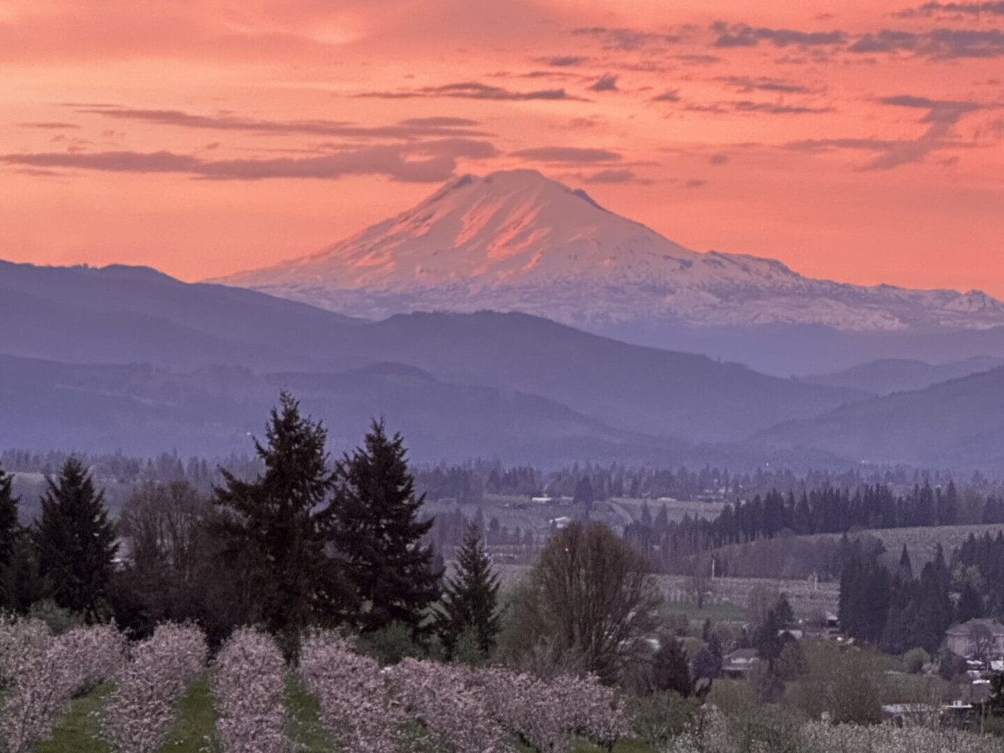 Snow-capped mountain at sunrise with a vibrant pink and orange sky. In the foreground, there are rows of blossoming trees and scattered evergreen trees, with rolling hills in the midground.