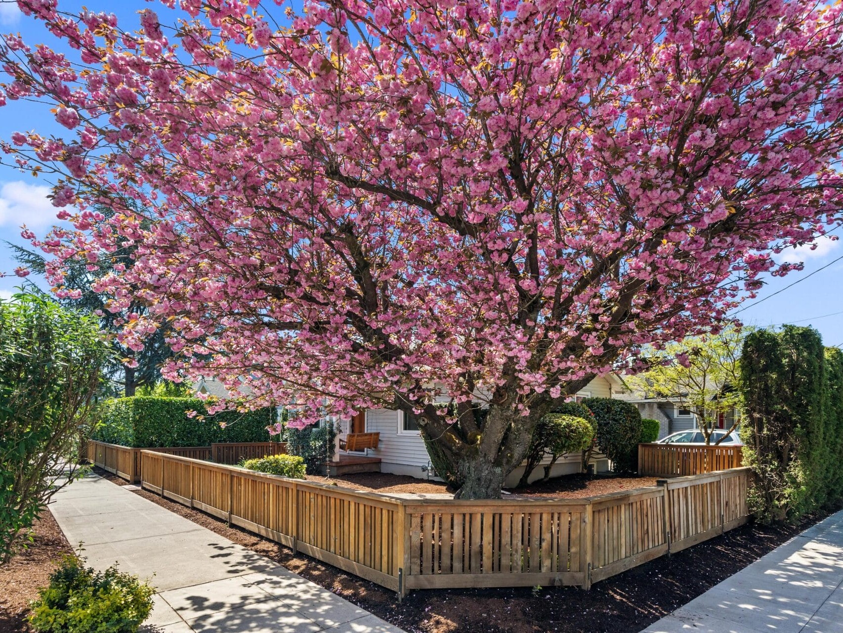 A large cherry blossom tree with vibrant pink flowers stands inside a wooden fenced yard beside a sidewalk, with a house and neatly trimmed bushes in the background under a clear blue sky.