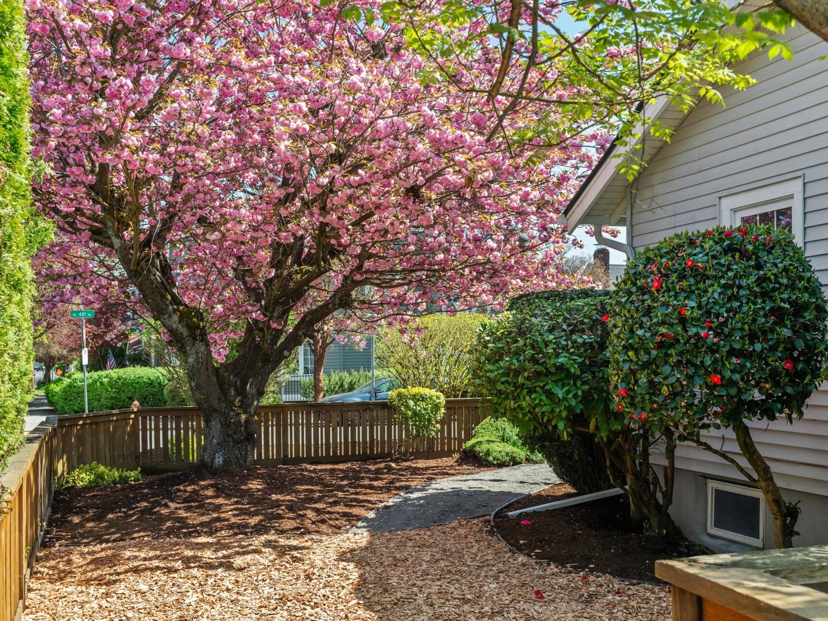 A blooming cherry blossom tree with pink flowers stands beside a house with beige siding and green shrubs, enclosed by a wooden fence on a sunny day.