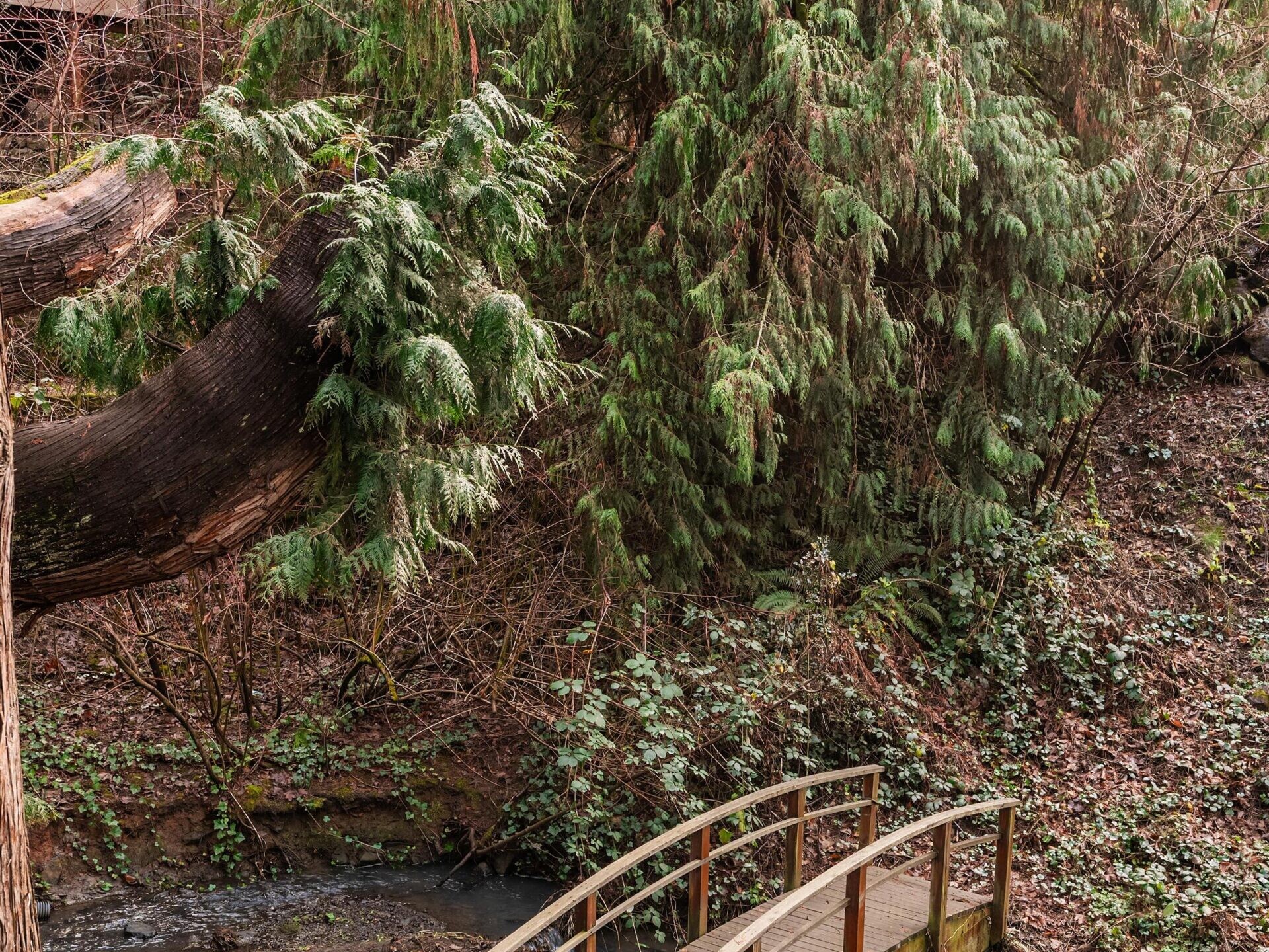 A small wooden footbridge with railings crosses a narrow stream beneath tall, lush evergreen trees. Leafy plants and undergrowth surround the area, creating a peaceful, natural setting near nearby buildings.