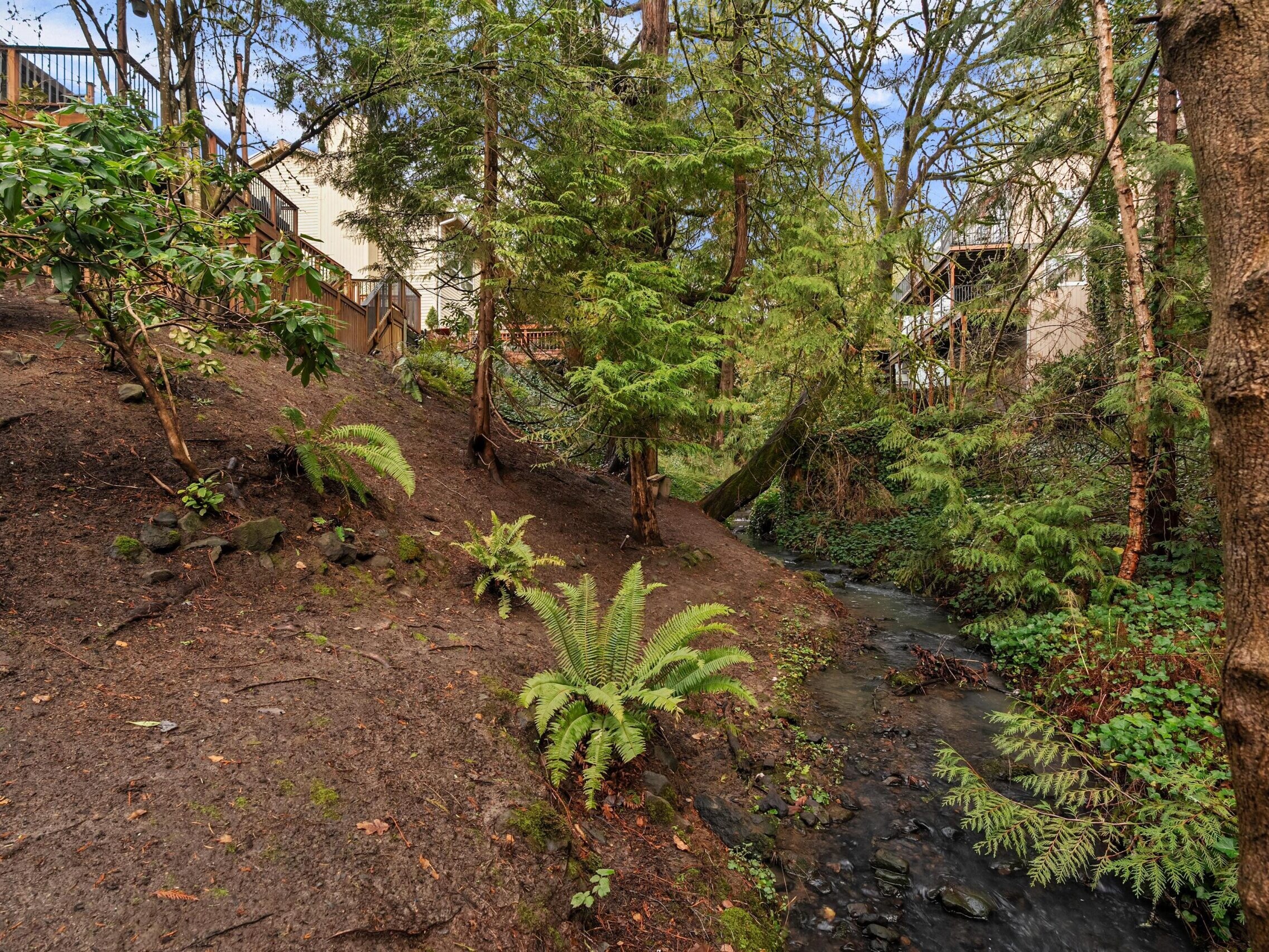 A small creek runs through a forested area with ferns and tall trees; houses with wooden decks are partially visible on the hillside to the left.
