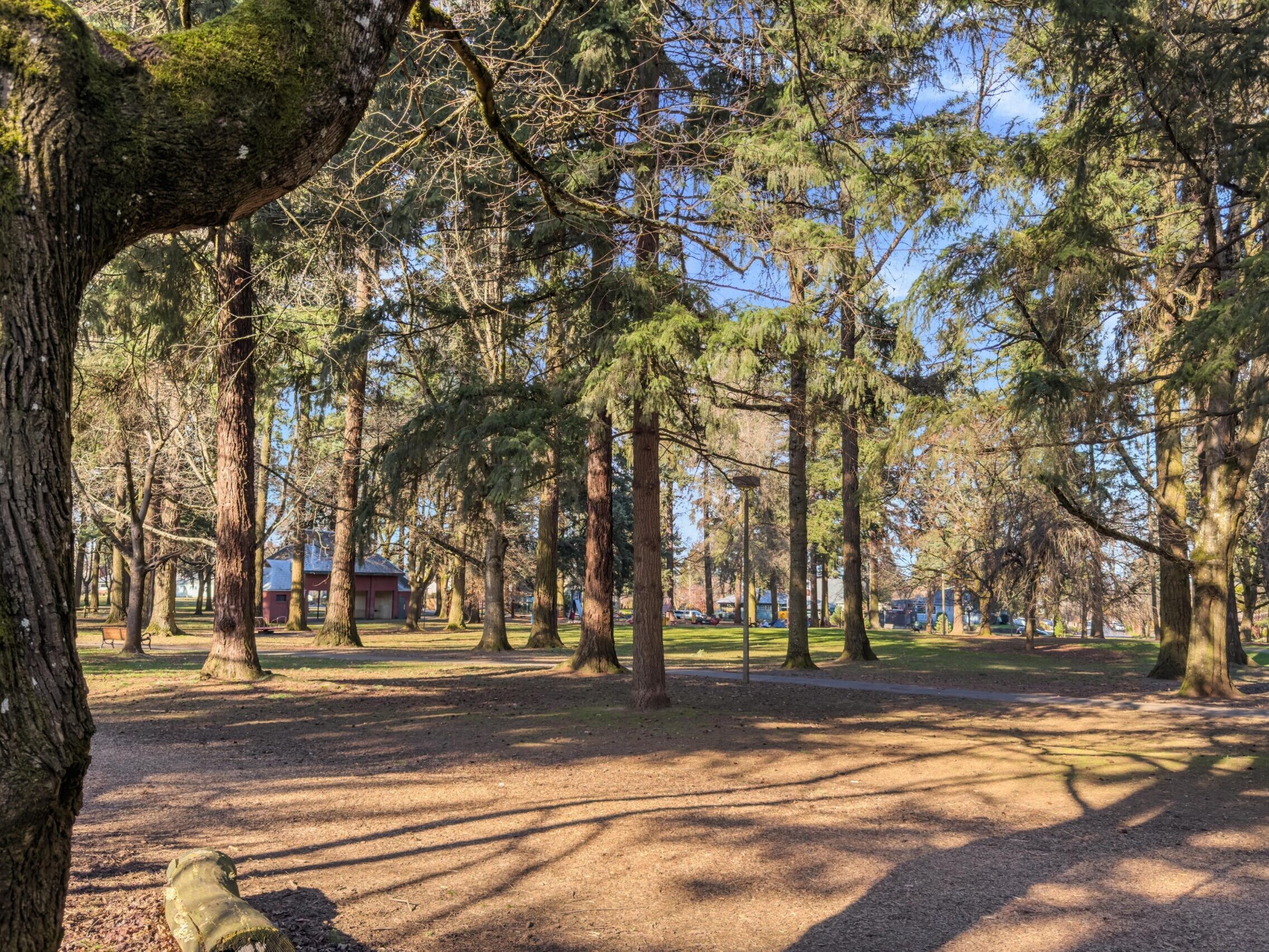 A sunlit park with tall pine trees casting long shadows on the ground, patches of grass and dirt, and a small building visible in the distance among the trees.