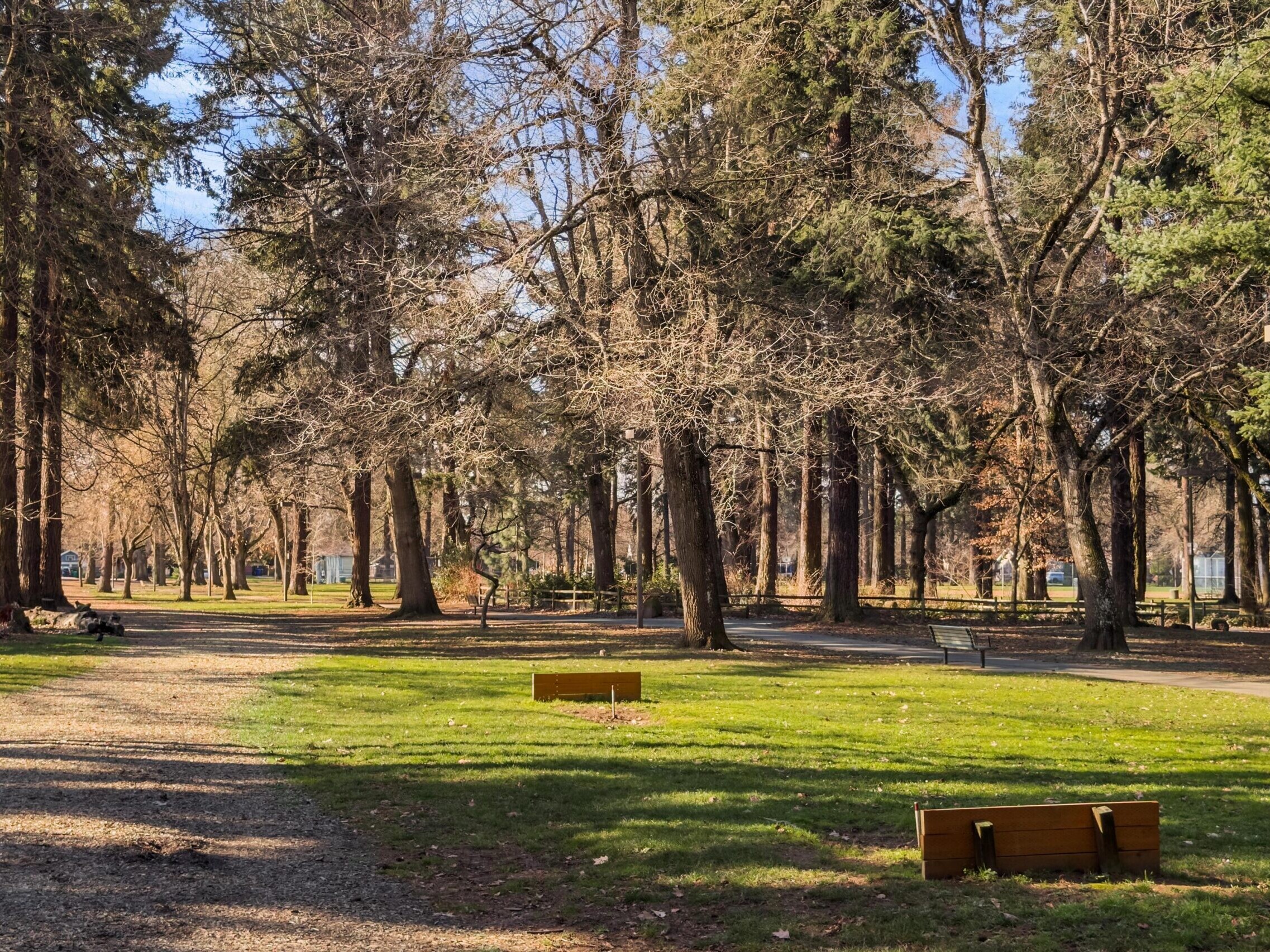 A peaceful park with tall trees, bare branches, grassy areas, benches, and a gravel path winding through the scene on a sunny day.